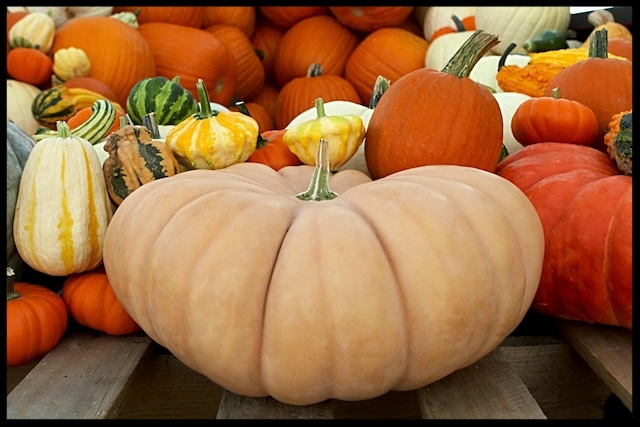 The Cucurbit Family's Colorful Characters